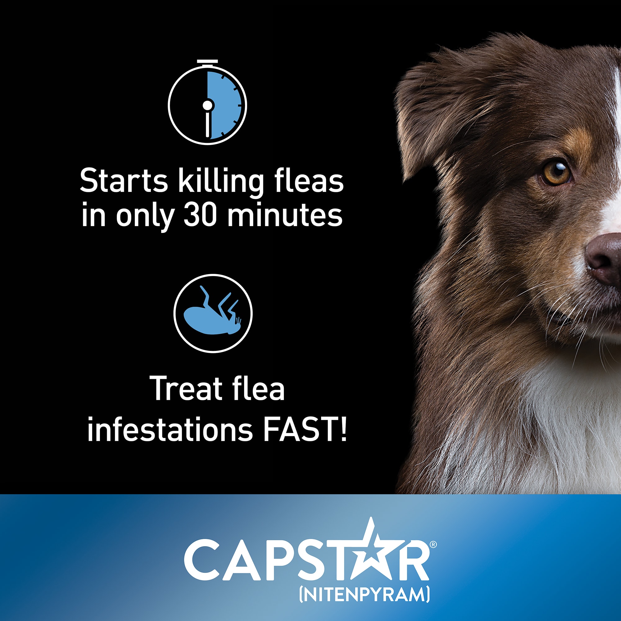 Capstar Flea Tablets for Dogs over 25 lbs.， Count of 6