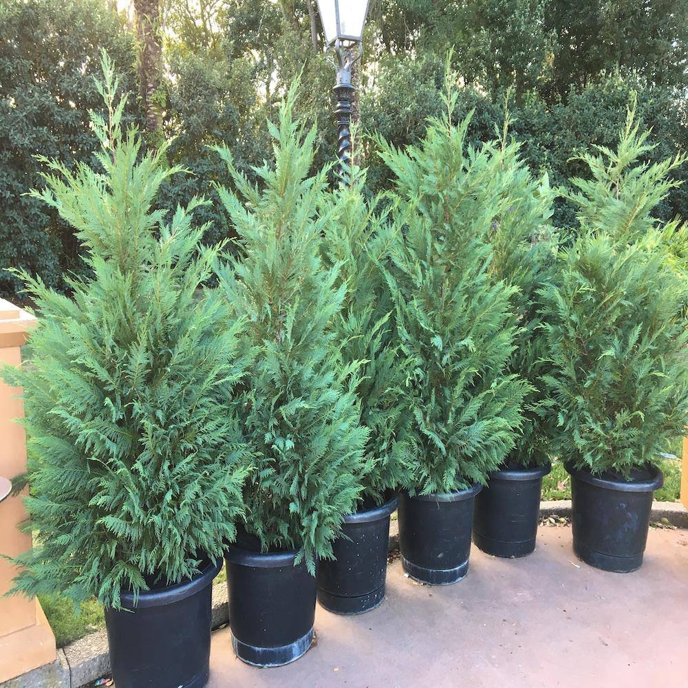3 Gal. Leyland Cypress Non Flowering Shrub LEYL001G3