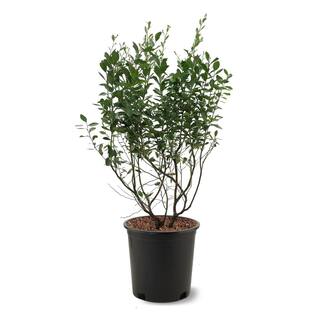 Brightwell Blueberry Rabbiteye Variety Decidious Fruit Plant BLUBRI05G