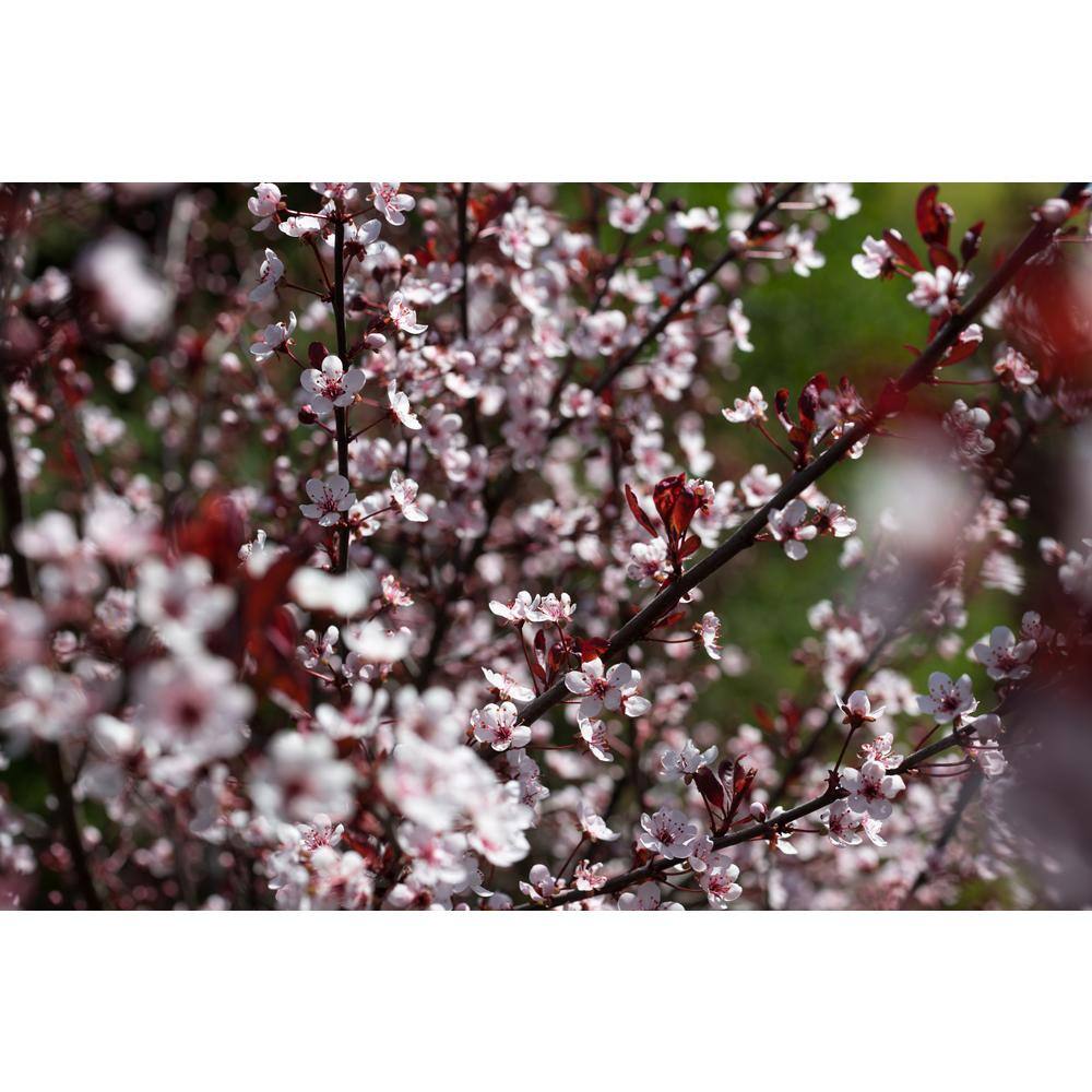 BELL NURSERY 3 Gal. Purple-Leaf Sand Cherry (Prunus x cisterna) Live Shrub with White Flowers PRNUS3CIS1PK