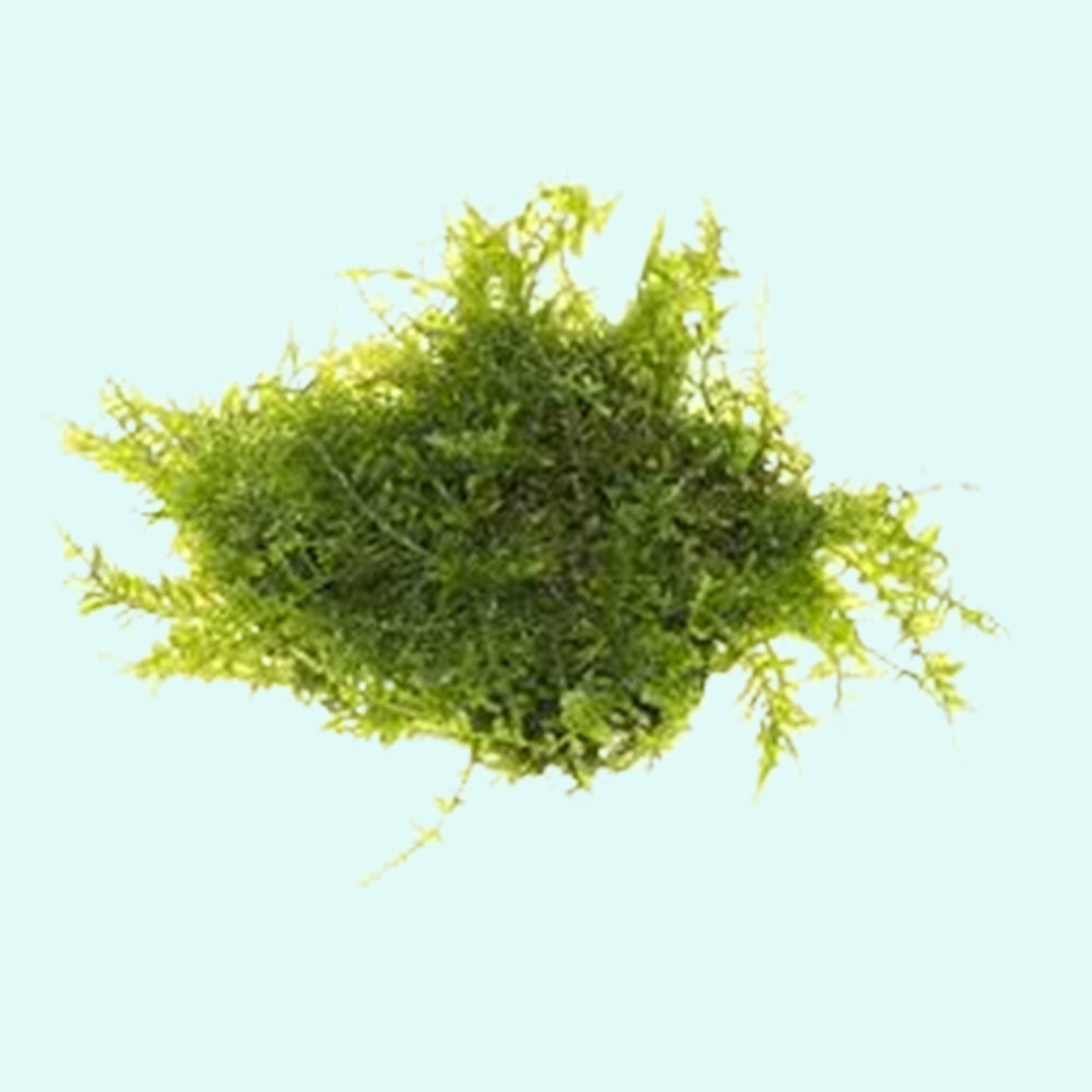 Christmas Moss Vesicularia Portion Live Aquarium Plants BUY2 GET1 FREE