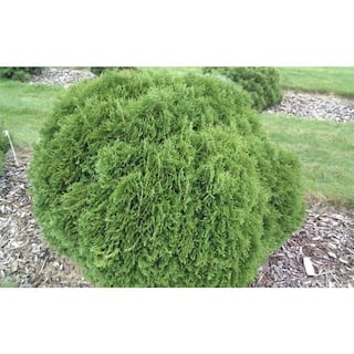 BELL NURSERY 3 Gal. Little Giant American Arborvitae (Thuja) Live Evergreen Shrub THUJA3OLG1PK