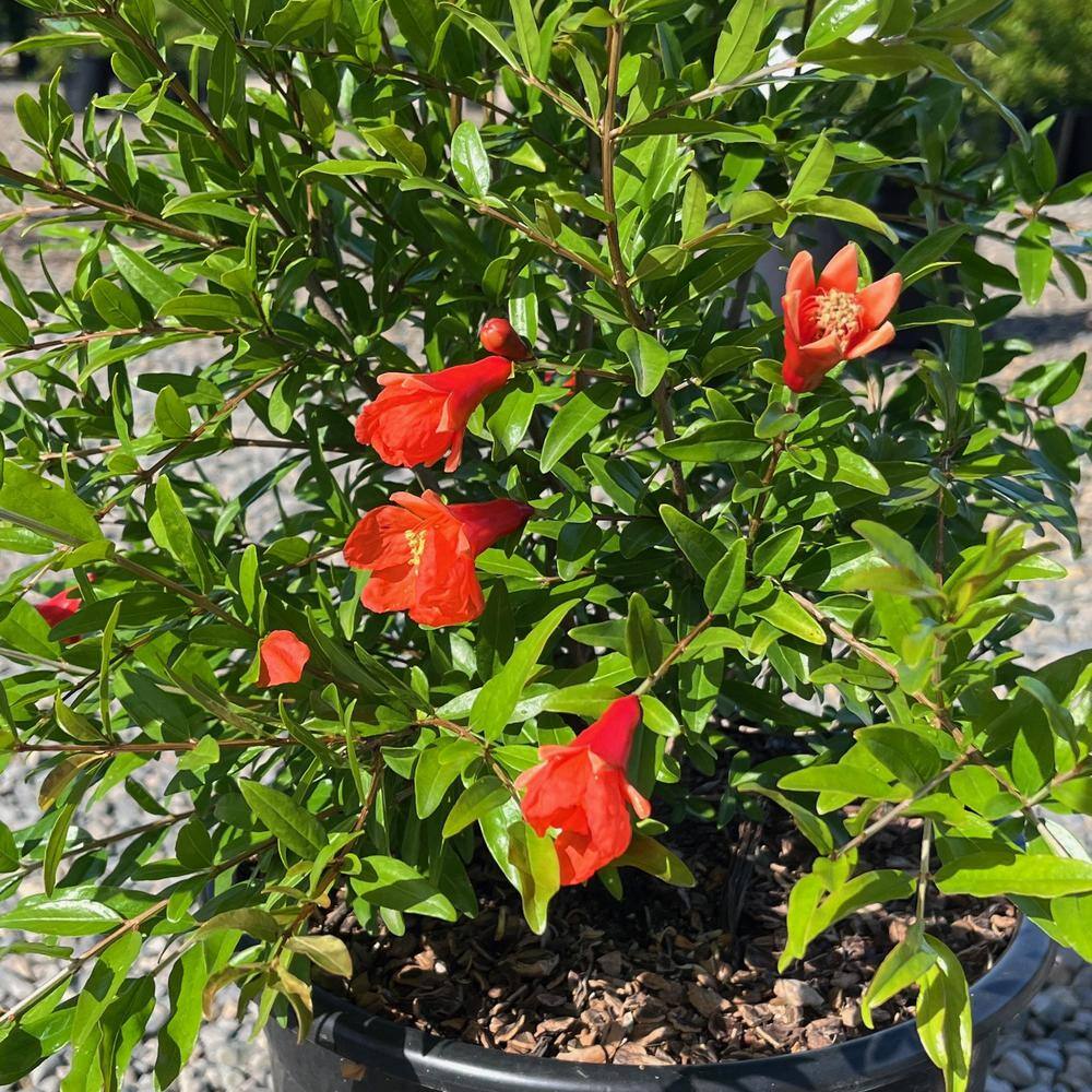 Alder  Oak #5 Container Sweet Pomegranate Deciduous Tree PUSW05
