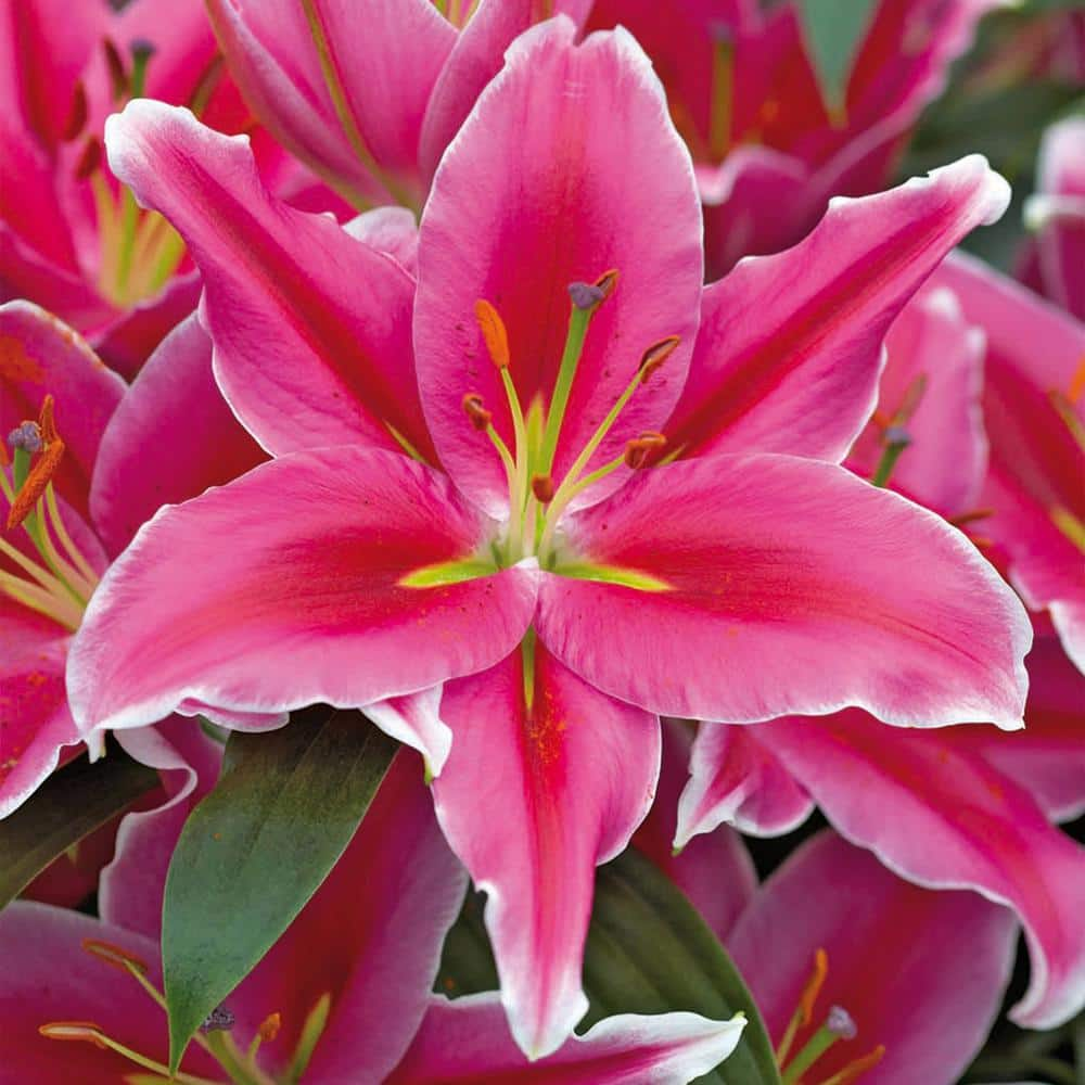 Garden State Bulb 1618 cm Lake Carey Oriental Lily Flower Bulbs (Bag of 30) ECS-54-30-03