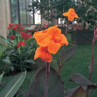 METROLINA GREENHOUSES 2.5 Qt. Cannova Bronze Orange Canna Lily Plant 81796