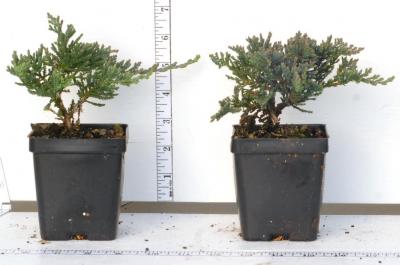 Classy Groundcovers - Blue Rug Juniper Creeping Juniper {25 Pots - 3 1/2 inch Square}