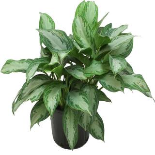 Costa Farms Aglaonema Silver Bay Indoor Plant in 9.25 in. Grower Pot Avg. Shipping Height 2-3 ft. Tall 10AGLO