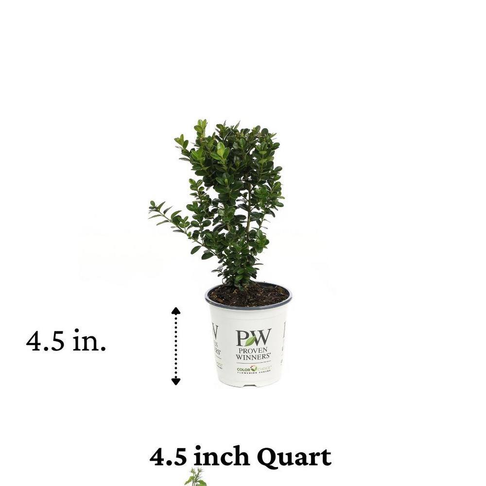 PROVEN WINNERS 4.5 in. Qt. Sprinter Boxwood (Buxus) Live Evergreen Shrub Green Foliage BUXPRC1007800