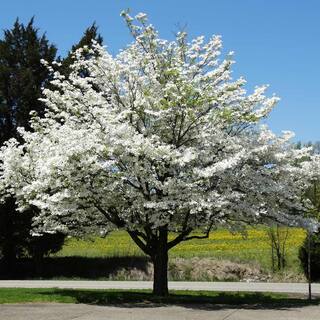 Brighter Blooms 5 Gal. Flowering White Dogwood Tree DOG-WHI-34-5