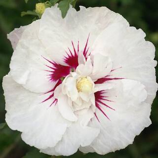 FIRST EDITIONS 2 Gal. Bali Hibiscus Flowering Shrub with Semi-Double White Flowers 14471