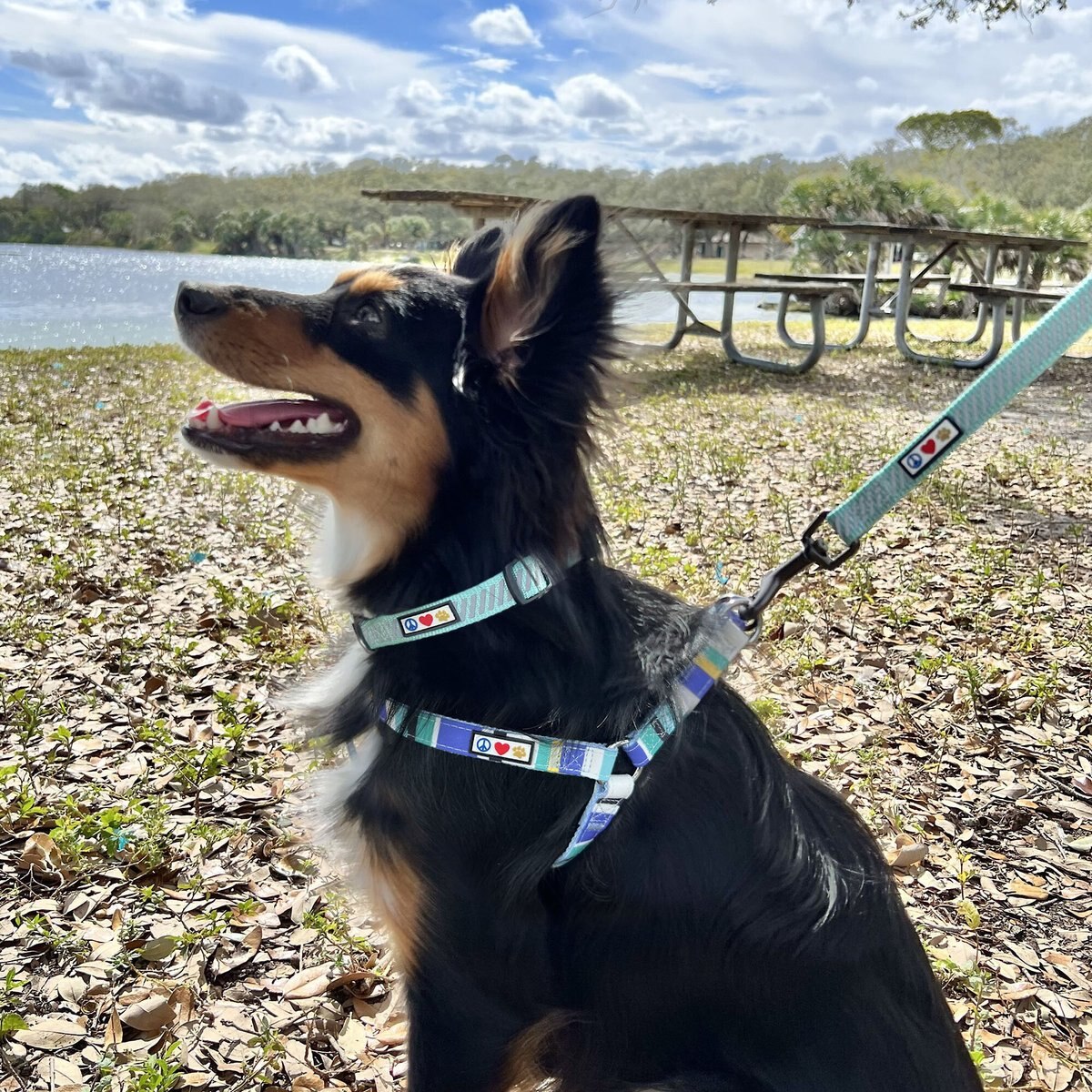 Pawtitas Reflective Traffic Dog Collar