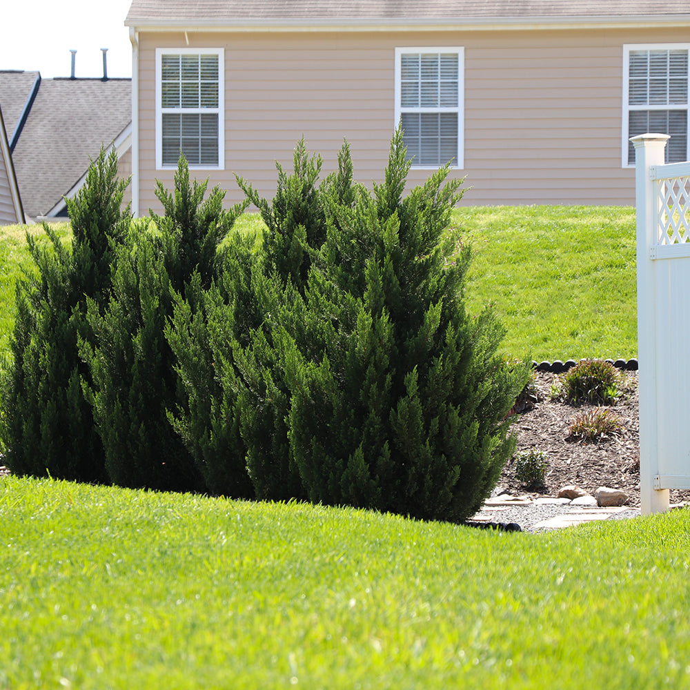 Green Rocket Leyland Cypress