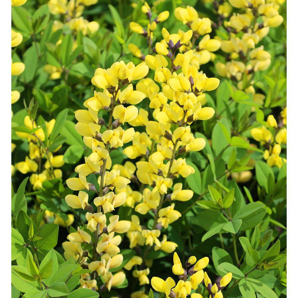 BELL NURSERY 3 Gal. American Goldfinch Baptisia Live Perennial Plant BAPTI3AME1PK