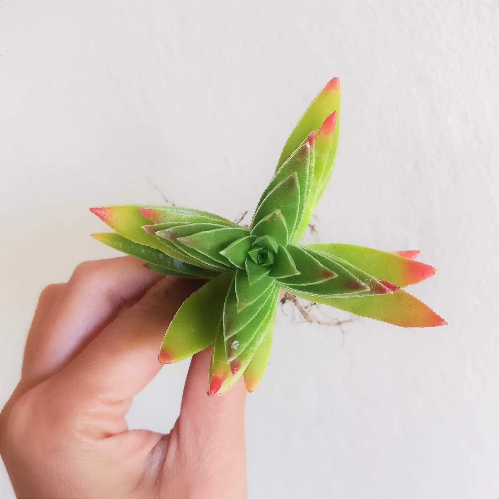 Healthy Succulent Crassula Red Pagoda Shark Tooth Plant - Fully Rooted in 2 inch size