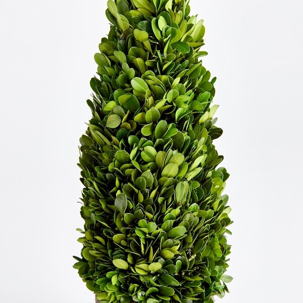 Boxwood Cone Topiary DropIn 16