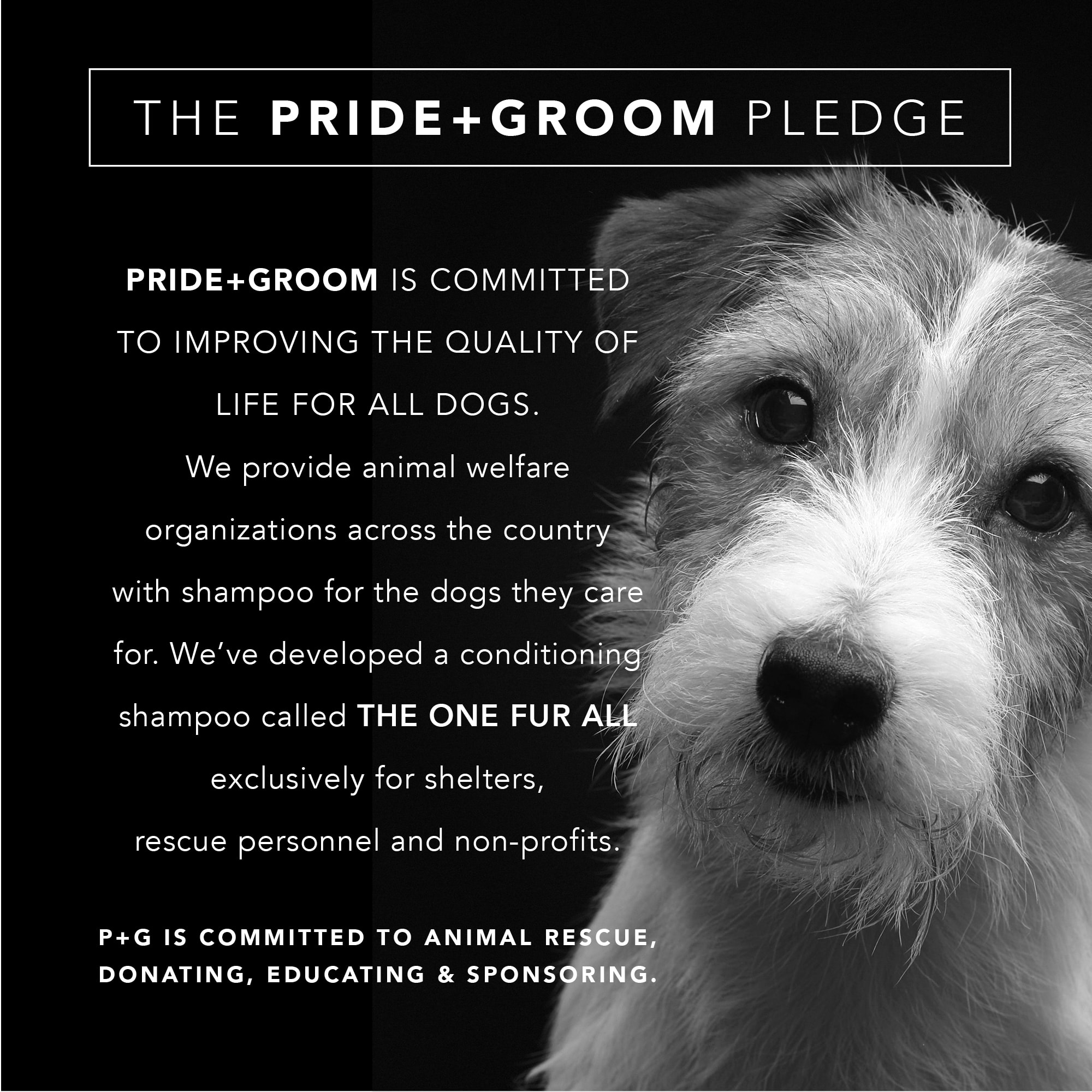 Pride+Groom The Shedder Dog Shampoo， 12 fl. oz.