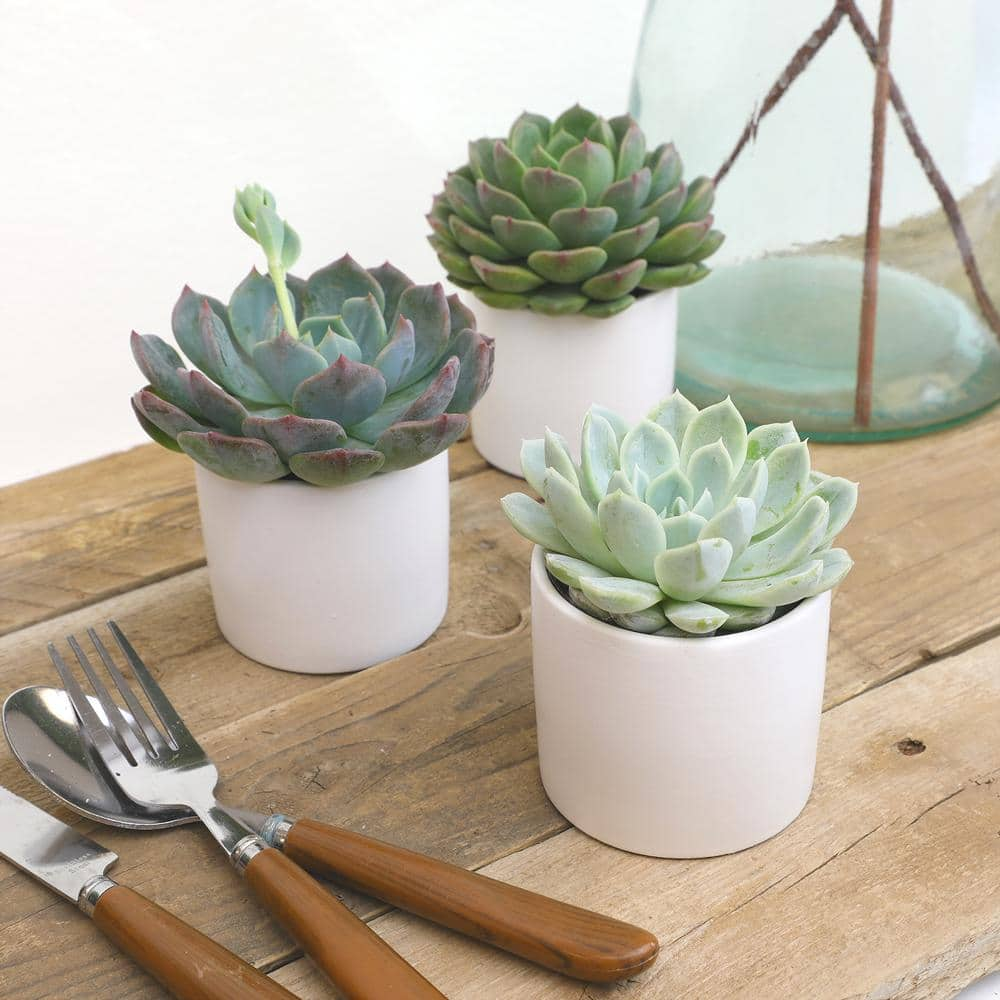 ALTMAN PLANTS 2.5 in. Echeveria Assorted Varieties in Matte White Cylindrical Decco Pots (3-Pack) 0872547