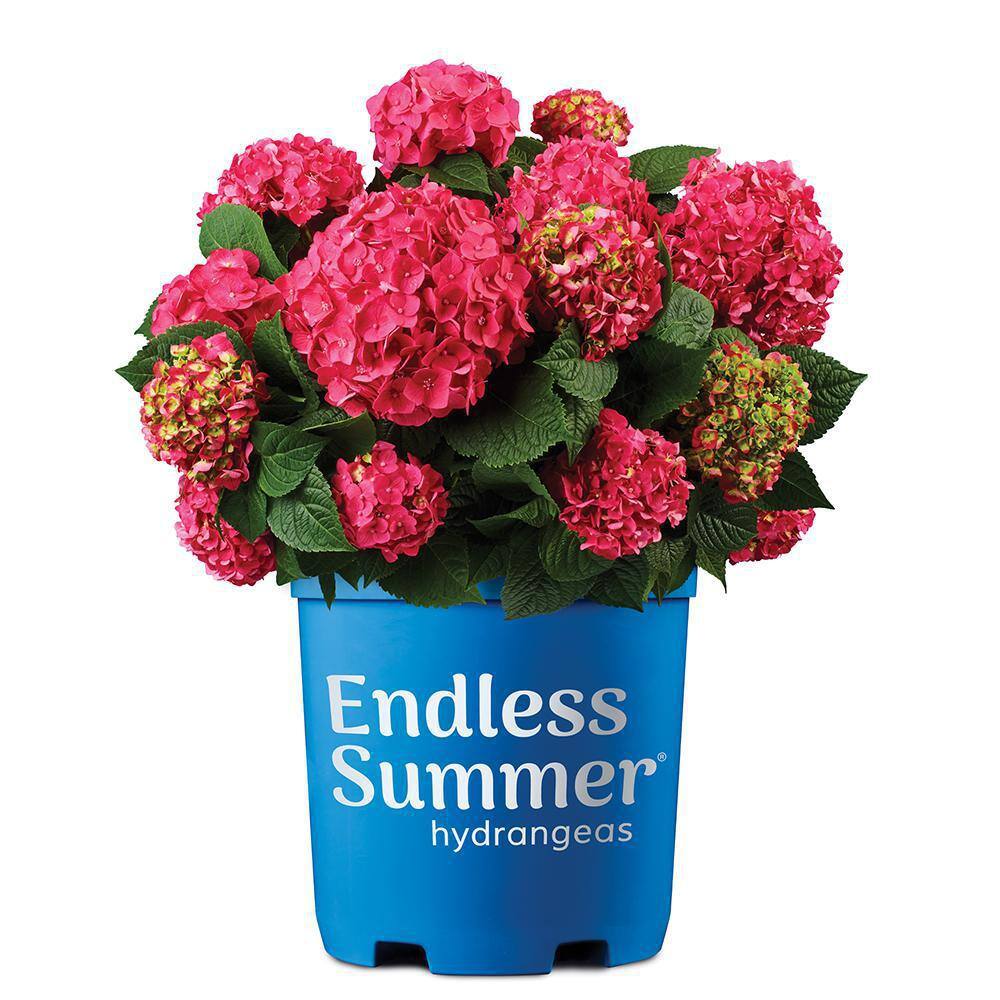 Endless Summer 2 Gal. Summer Crush Hydrangea Flowering Live Shrub with Pink Flowers 14750