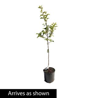 Spring Hill Nurseries Transparent Yellow Apple Live Potted Deciduous Standard Fruiting Tree (1-Pack) 92348
