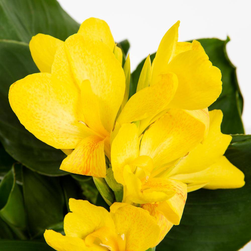 METROLINA GREENHOUSES 2.5 Qt. Cannova Yellow Canna Lily Plant 70845