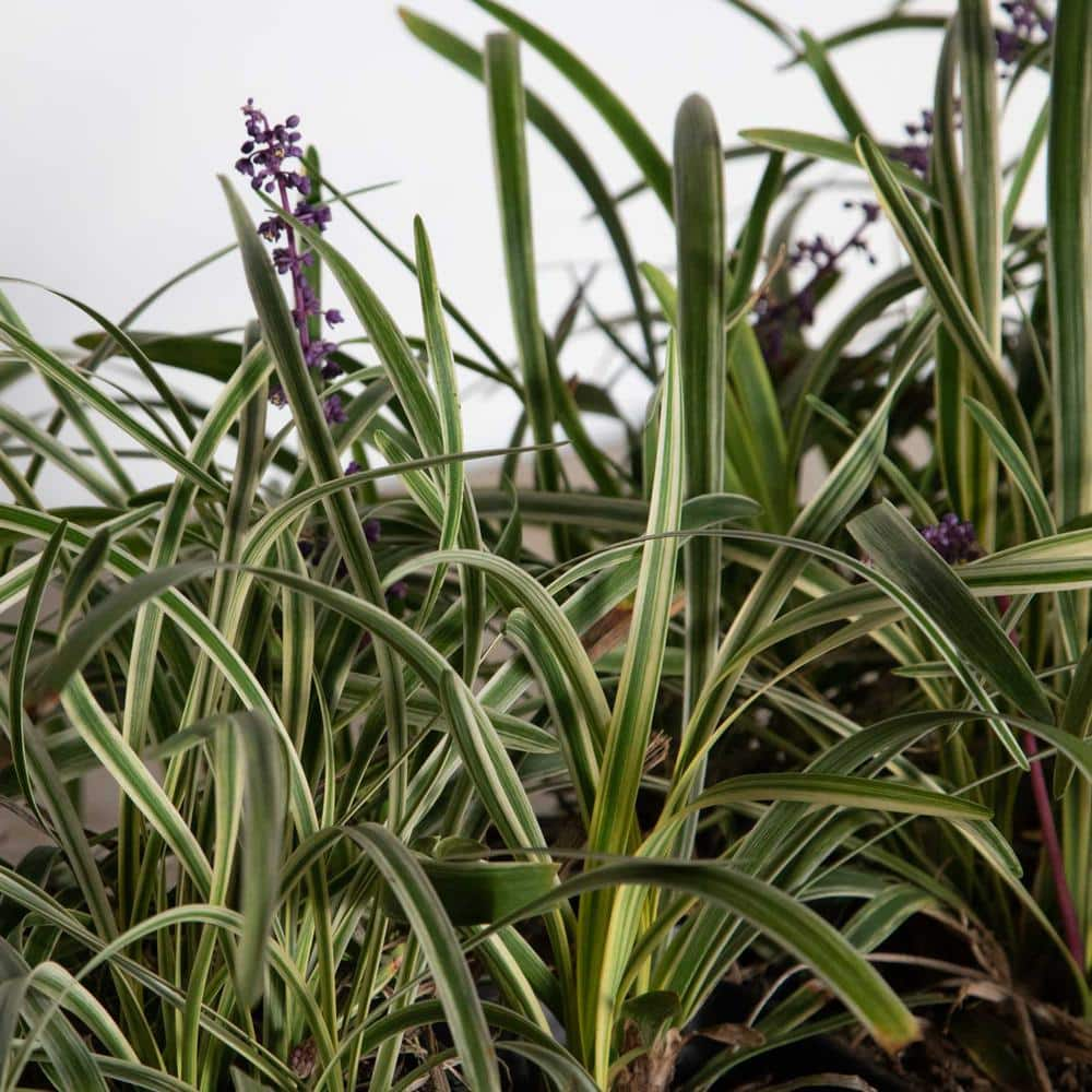 FLOWERWOOD 2.5 Qt. Variegated Liriope - Live Groundcover Grass 4009Q