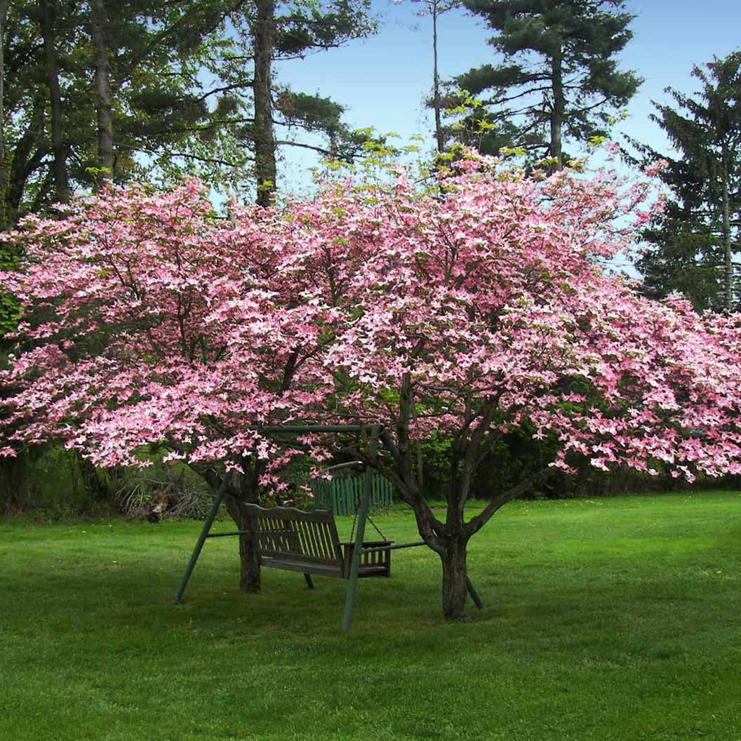 Pink Dogwood