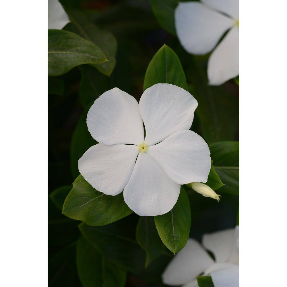 BELL NURSERY 4 in.White Vinca Annual Live Plant White Flowers (Pack of 6) VINCA4WHT6PK