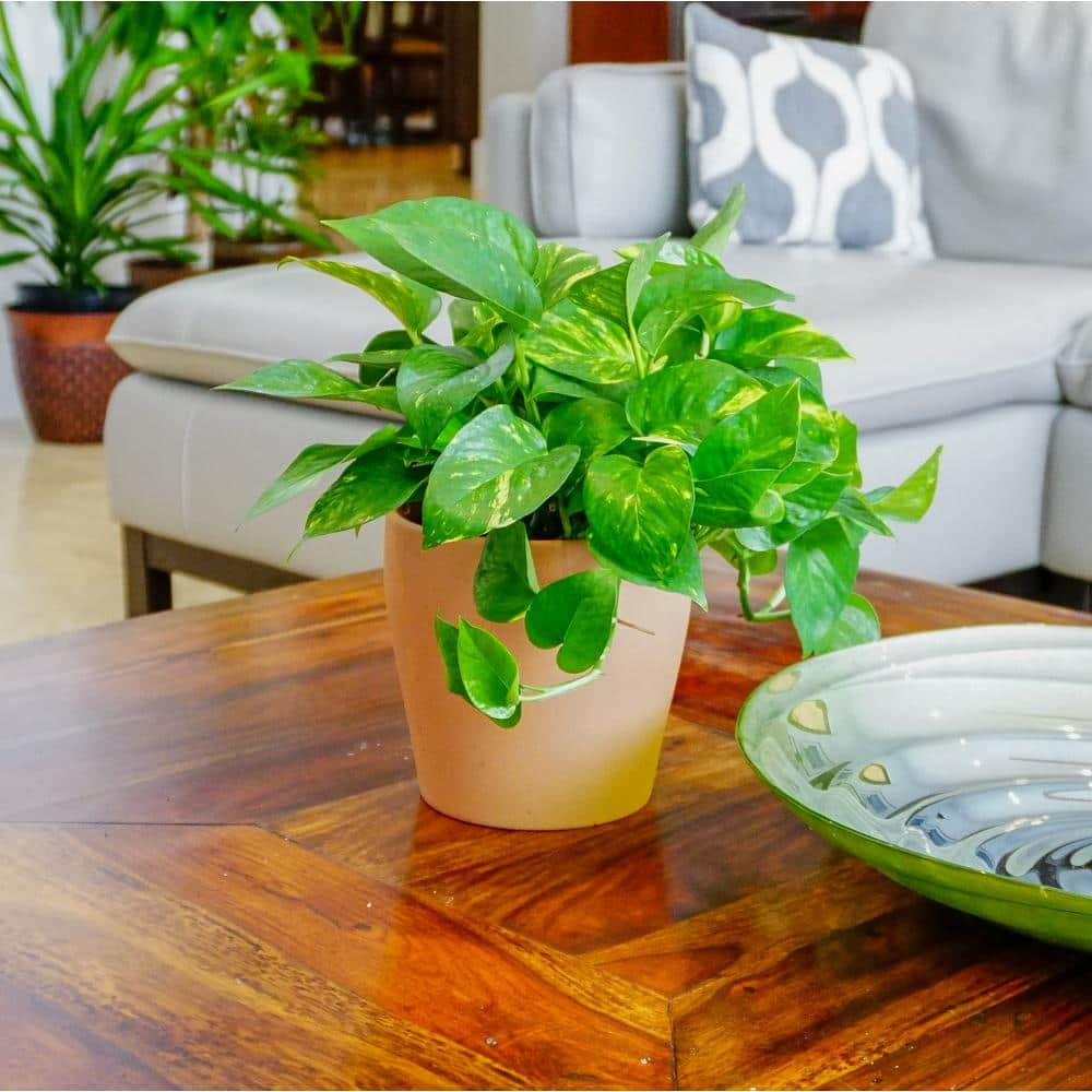 United Nursery Golden Pothos Indoor Vining Houseplant in 6 in. Grower Pot 22310