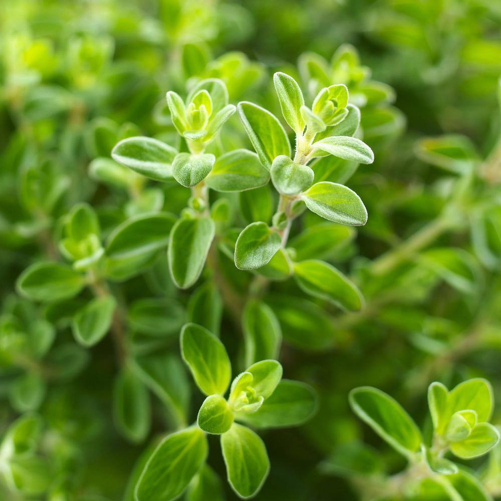 Bonnie Plants 19 oz. Italian Oregano Herb Plant 1003800661