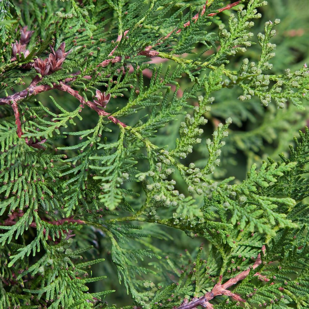 national PLANT NETWORK 2.5 qt. Arborvitae Green Giant Shrub HD7136