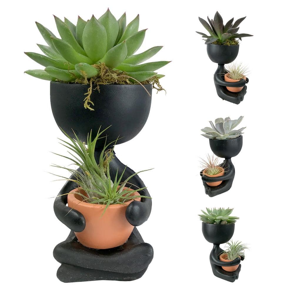 Wekiva Foliage Zen Harmony Planter - Live Plants in a Decorative Pot - Cactus Succulent Air Plant - A Symbol of Serenity and Beauty ZenHarmonyPlanter