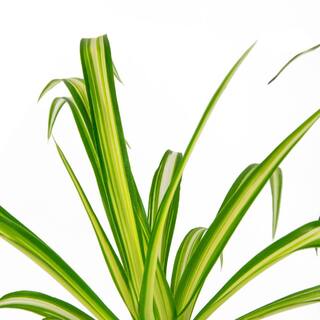 national PLANT NETWORK Spider Plant (Chrlophytum) in 6 in. Grower Containers (2-Plants) HD7740