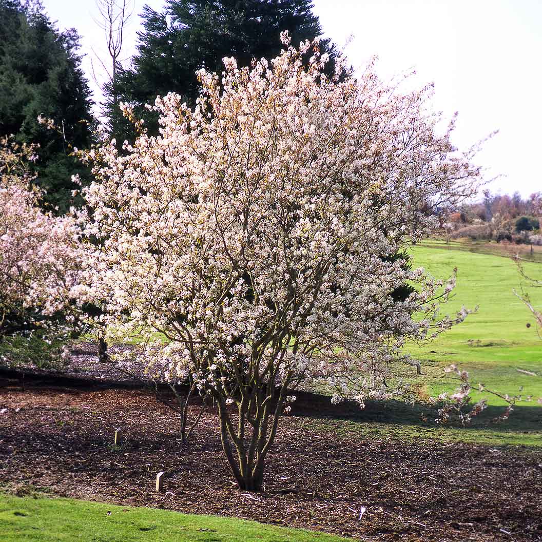 Autumn Brilliance Serviceberry Tree