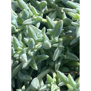 Senecio Peregrinus Succulent (1-Pack) Succulents-2