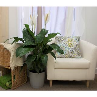 Costa Farms Spathiphyllum Sweet Pablo Indoor Peace Lily in 9.25 in. Grower Pot Avg. Shipping Height 2-3 ft. Tall 10SPATHSWEET