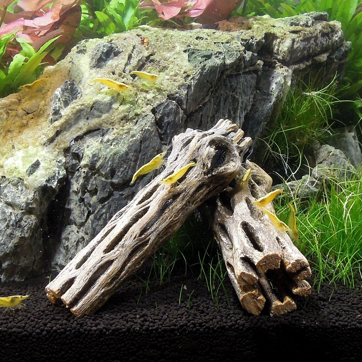 SubstrateSource Cholla Wood Aquarium and Terrarium Driftwood， 4-in， 3 count