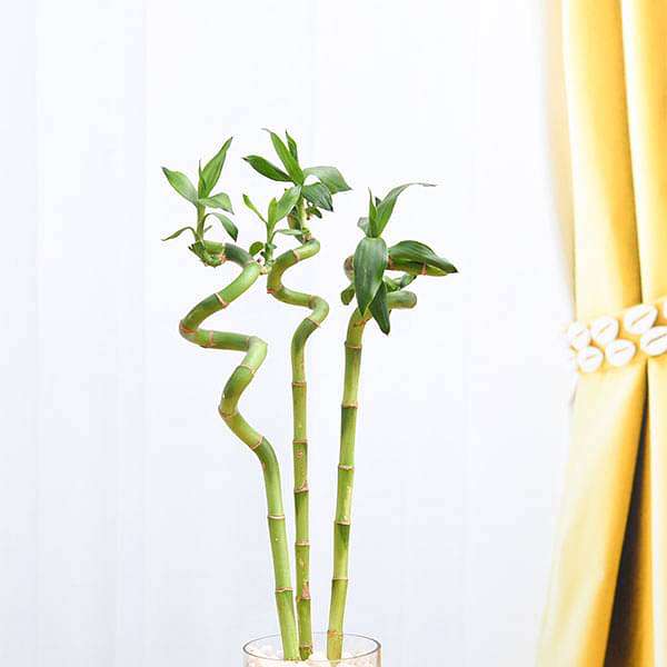 30 cm Spiral Stick Lucky Bamboo Plant - (Pack of 3)