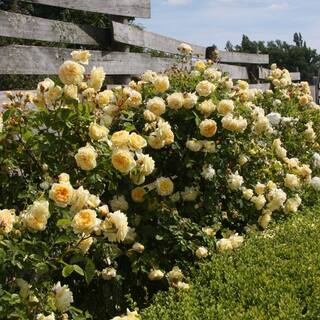 national PLANT NETWORK Bare Root Yellow Rose Plant with Blooms HD7664