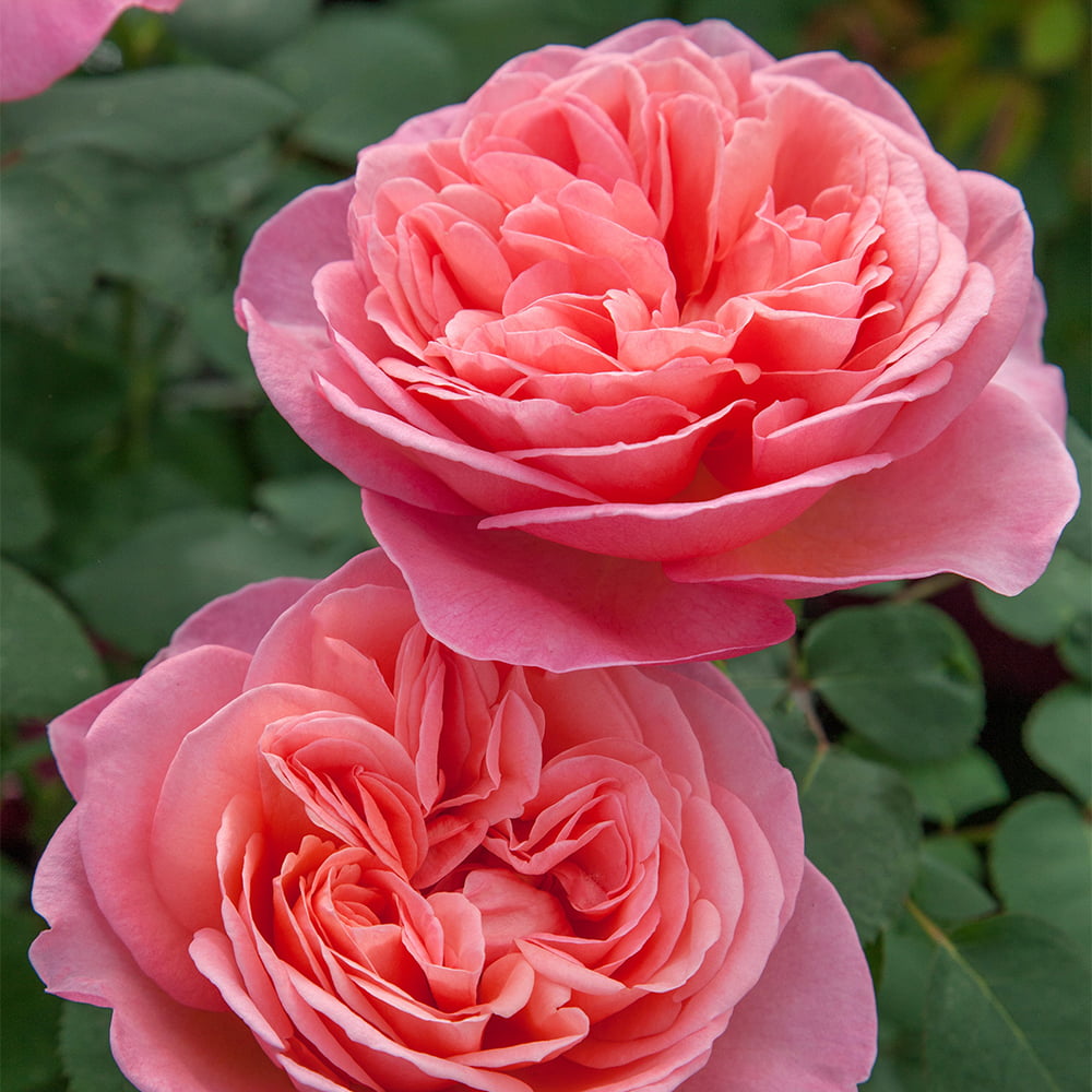 2g Bloomables Rose Sweet Mademoiselle