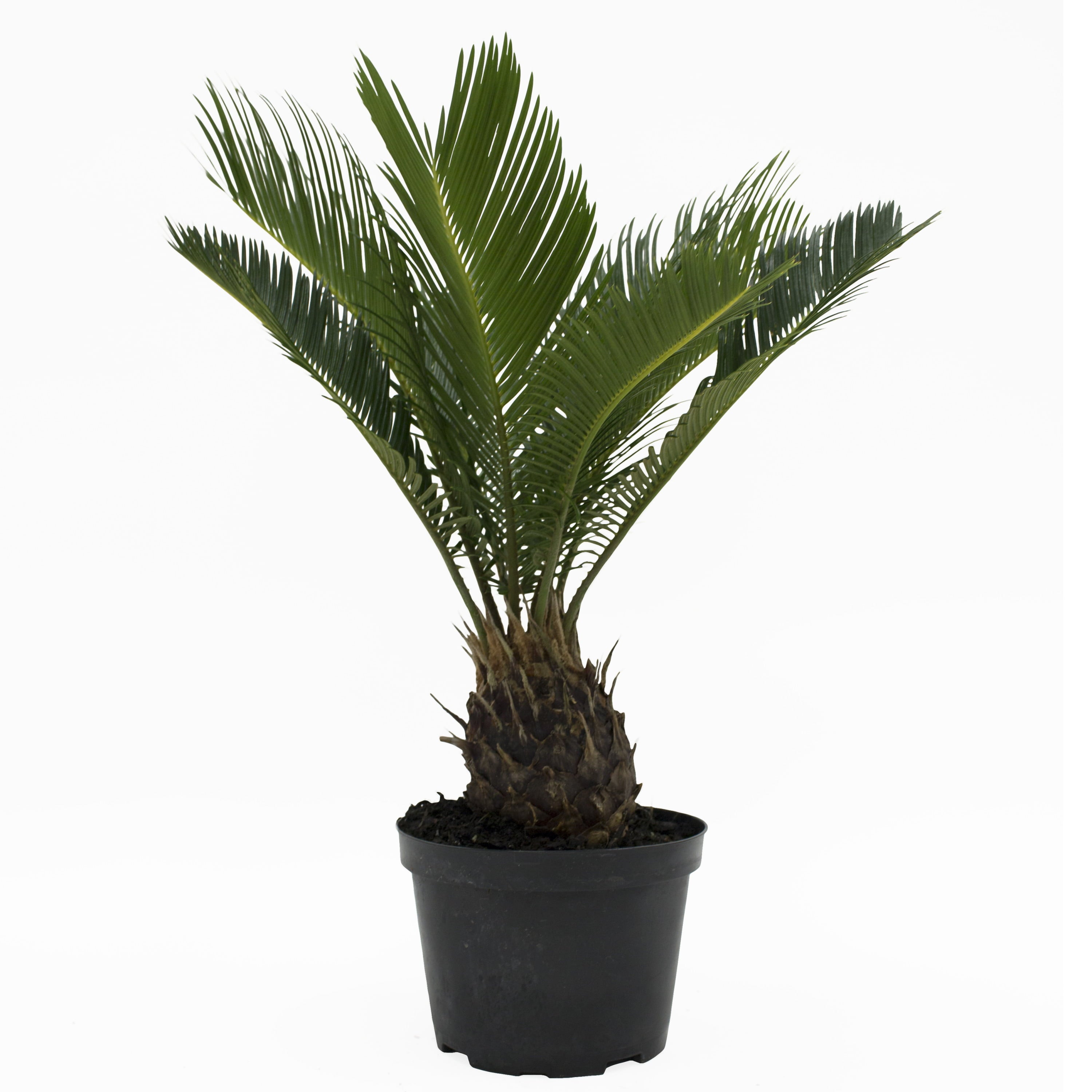 Costa Farms  Live Indoor 15in. Tall Green Sago Palm Tree; Bright， Indirect Sunlight Plant in 6in. Grower Pot