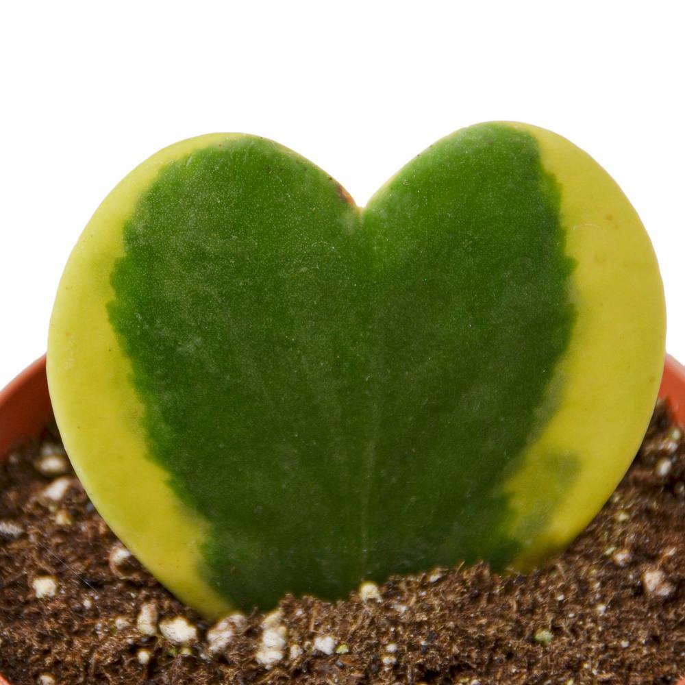 Sweetheart Variegated (Hoya) Plant in 4 in. Grower Pot 4_HOYA_HEART.VARIEGATED