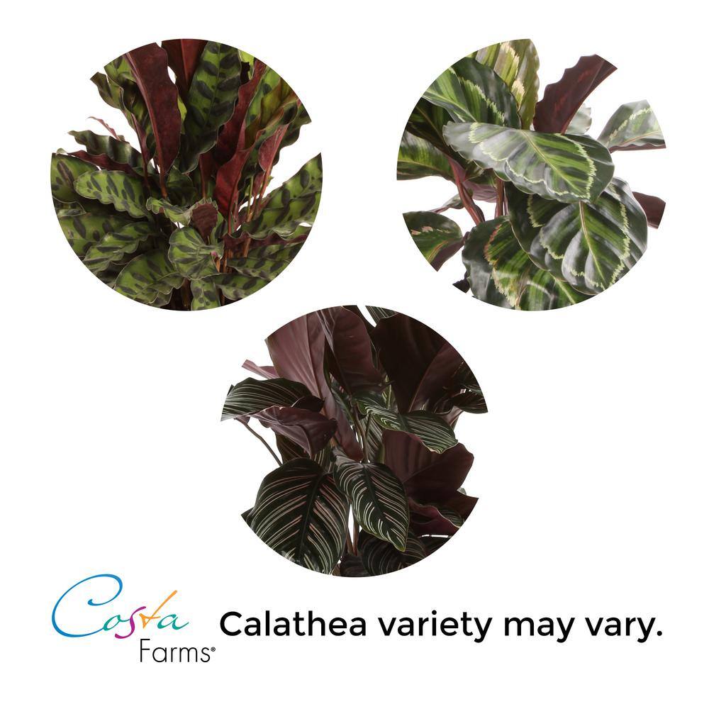 Costa Farms Grower's Choice Calathea Indoor Plant in 6 in. White Pot Avg. Shipping Height 10 in. Tall CO.CMD07.3.CYL