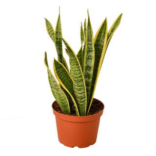 Snake Plant Laurentii Sansevieria Trifasciata Plant in 6 in. Grower Pot 6_SNAKE_LAURENTII