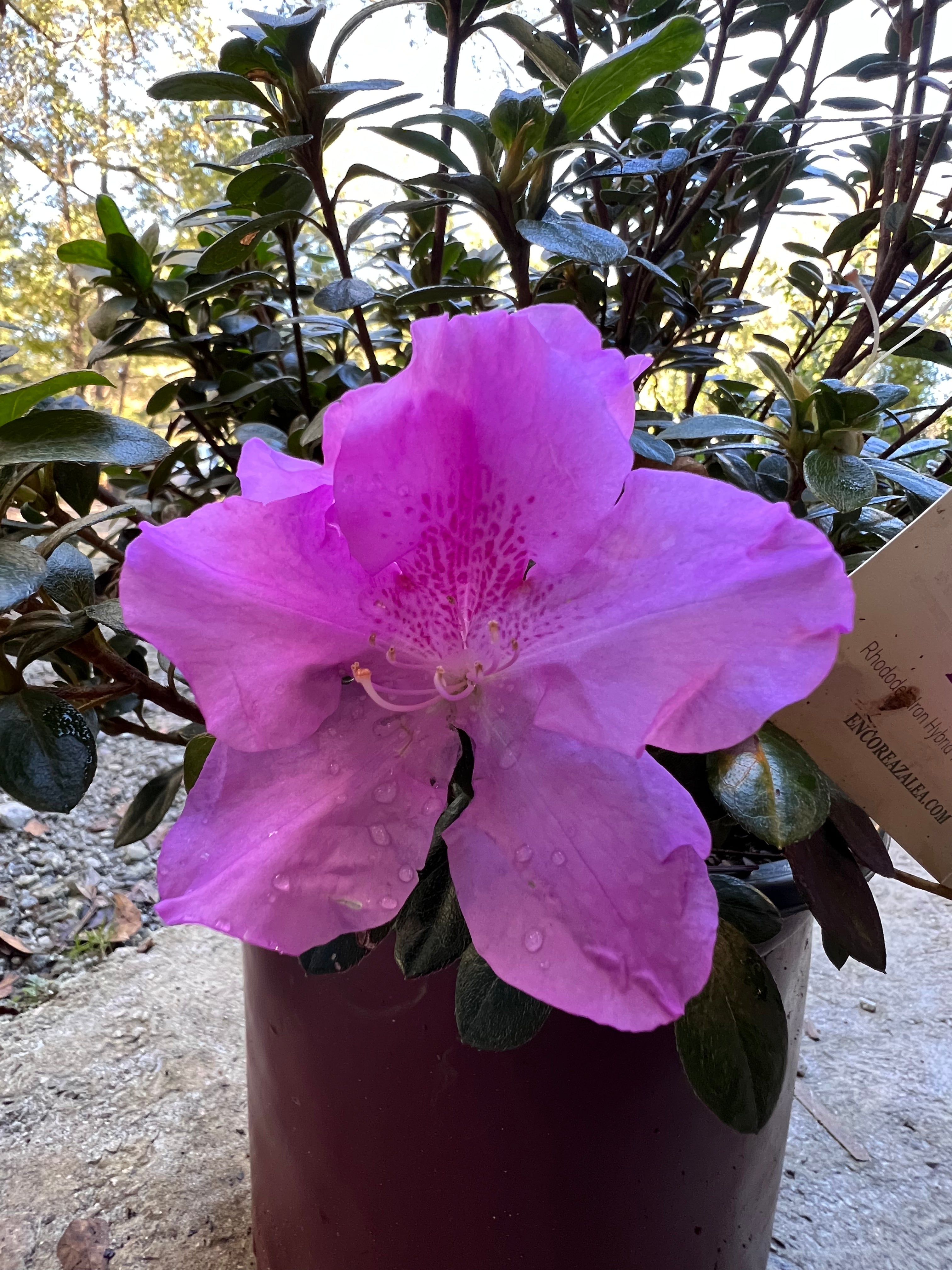 Encore Azalea Autumn Lilac