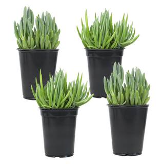 SMART PLANET 1 qt. Senecio Assorted Succulents (4-Pack) 0872640