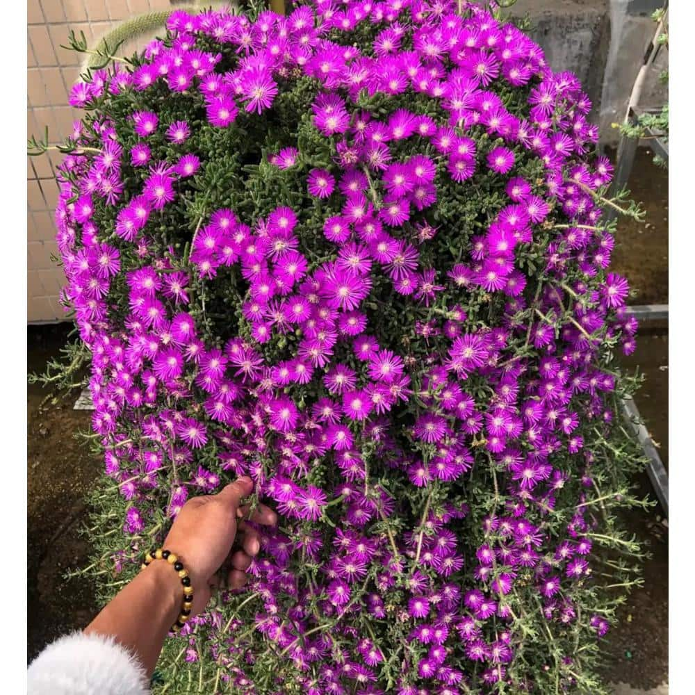 Zeus  Ruta Pink Ice Plant Pink Blossom Color Suitable for Spring Summer Fall HWB-949