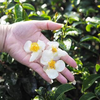 national PLANT NETWORK 3 gal. Camellia Sinensis Green Tea Shrub with White Flowers HD1668