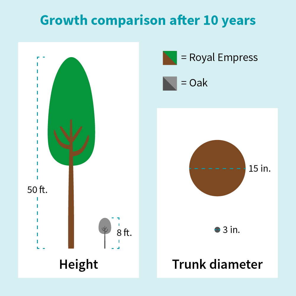 NordMax21® Royal Empress Tree