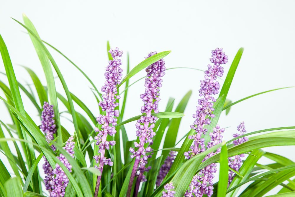 1 Gal. Royal Purple Liriope - Monkey Grass - Ornamental Groundcover - Drought Tolerant