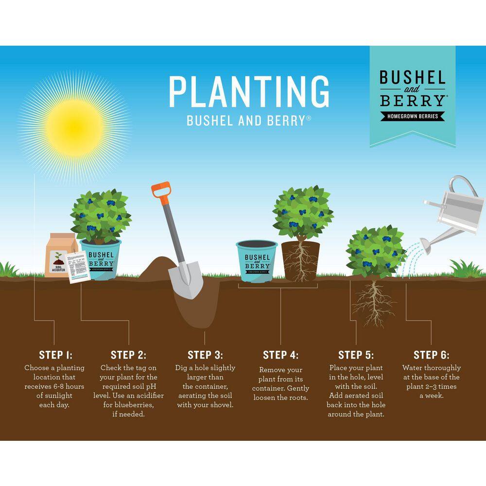 BUSHEL AND BERRY 2 Gal. Bushel and Berry Peach Sorbet Blueberry Live Plant with Tropical Flavored Berries O893802